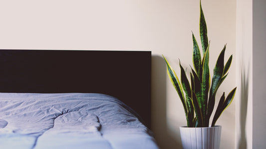Plantas no quarto fazem mal à saúde?