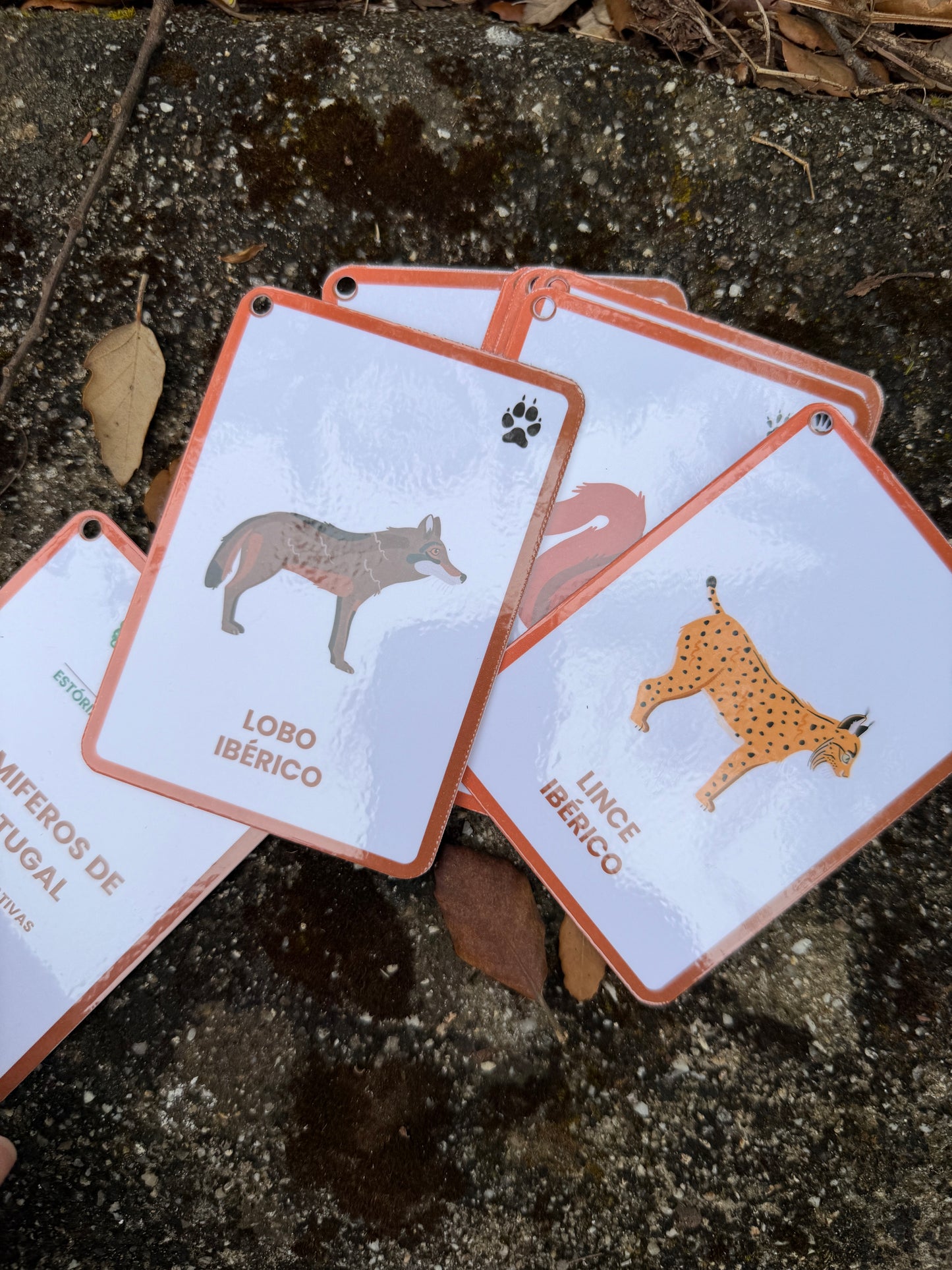 Cartas dos Mamíferos