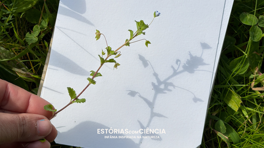 Prensar flores com crianças