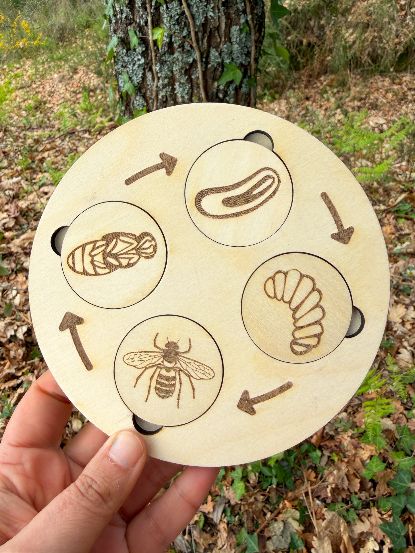 Ciclos de Vida