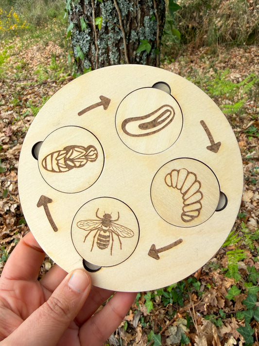 Ciclos de Vida