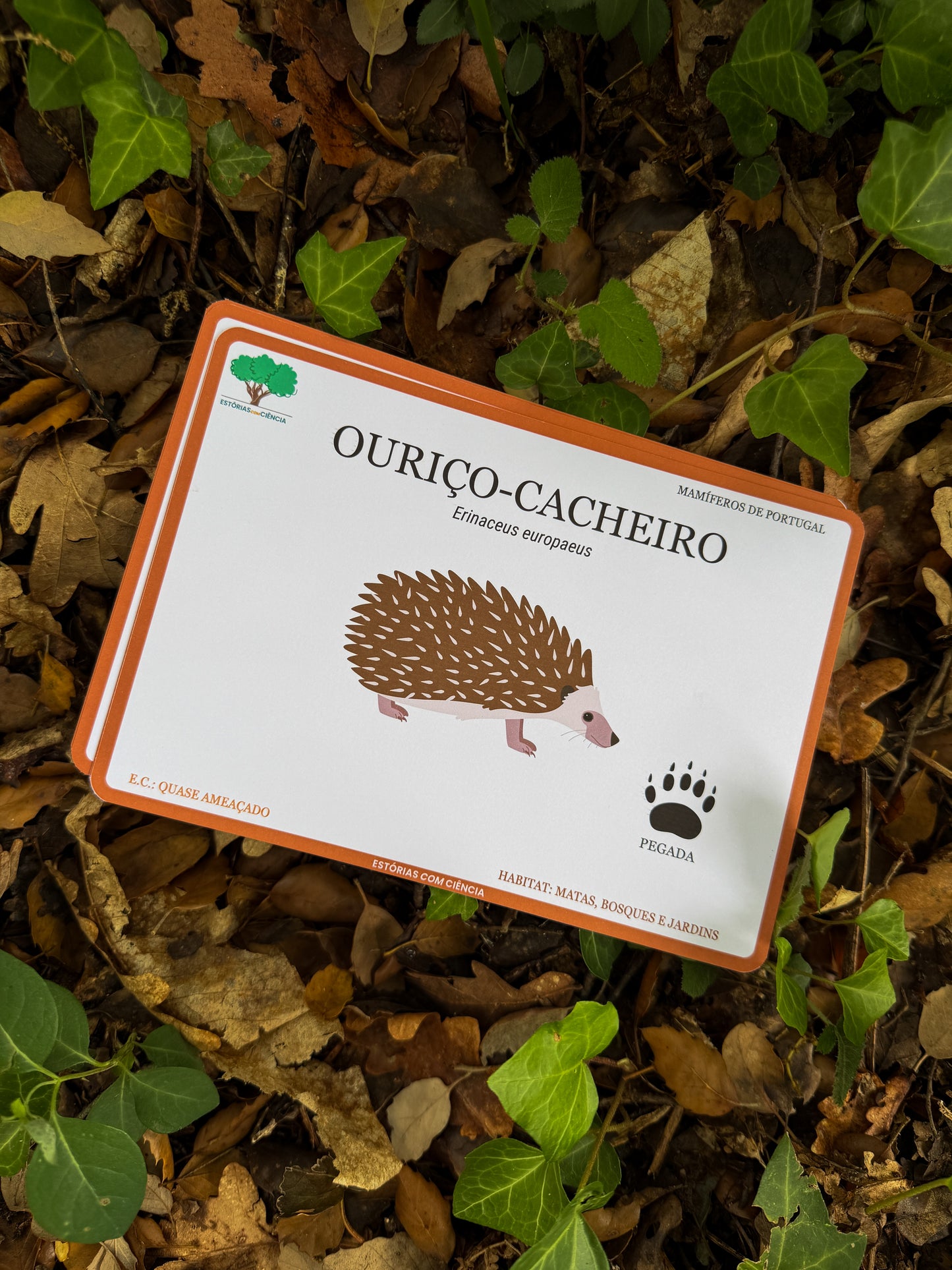 Cartões Pedagógicos - Os Mamíferos